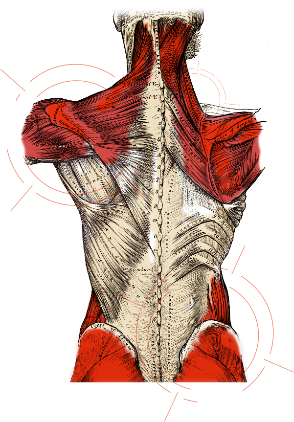 shoulder and pelvic girdle inflammation