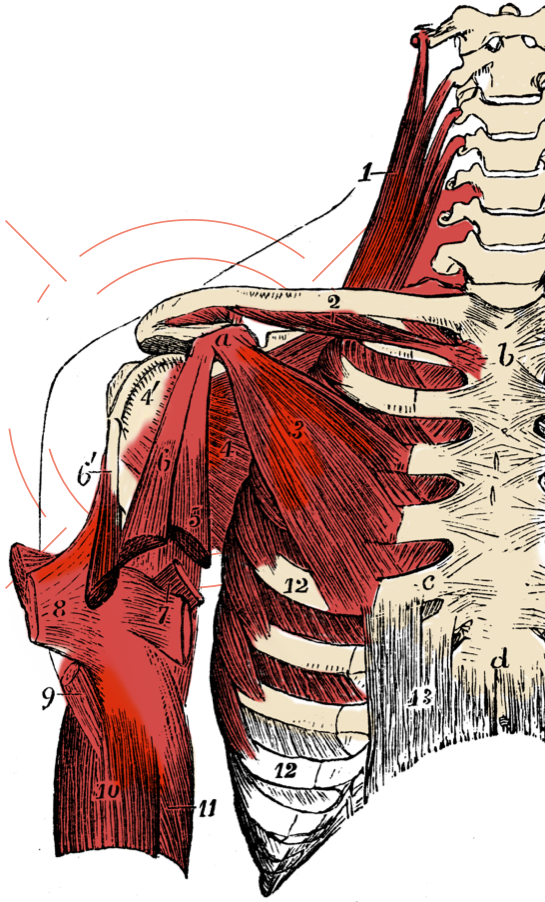 shoulder inflammation