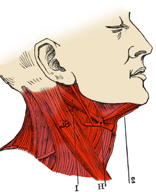 neck pain and stiffness